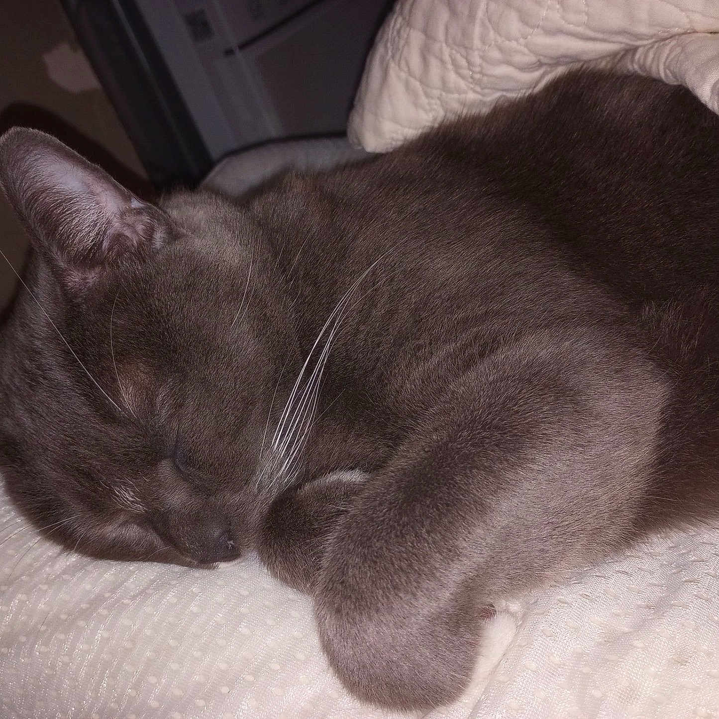 Smokey joined the competition — help win amazing prizes! animal, blanket, cat, close_up, cozy, cute, domestic_cat, feline, fur, gray_cat, indoor, nap, peaceful, pet, relaxation, resting, sleeping, soft_texture, whisker, whiskers