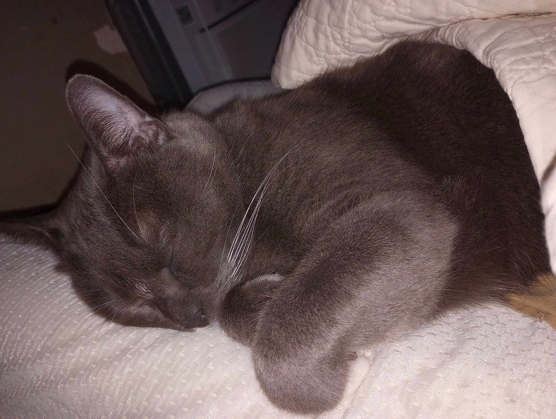 Smokey joined the competition — help win amazing prizes! cat, gray_cat, sleeping, fur, whiskers, close_up, blanket, indoor, pet, cozy, nap, resting, cute, animal, feline, soft_texture, relaxation, peaceful, domestic_cat, whisker