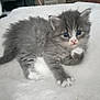 Naya participe au concours pour gagner de l'argent avec cette photo : kitten, cat, gray, white, fluffy, blue_eyes, pet, animal, cute, feline, young, soft, blanket, indoor, small, curious, whiskers, paw, lying_down, domestic