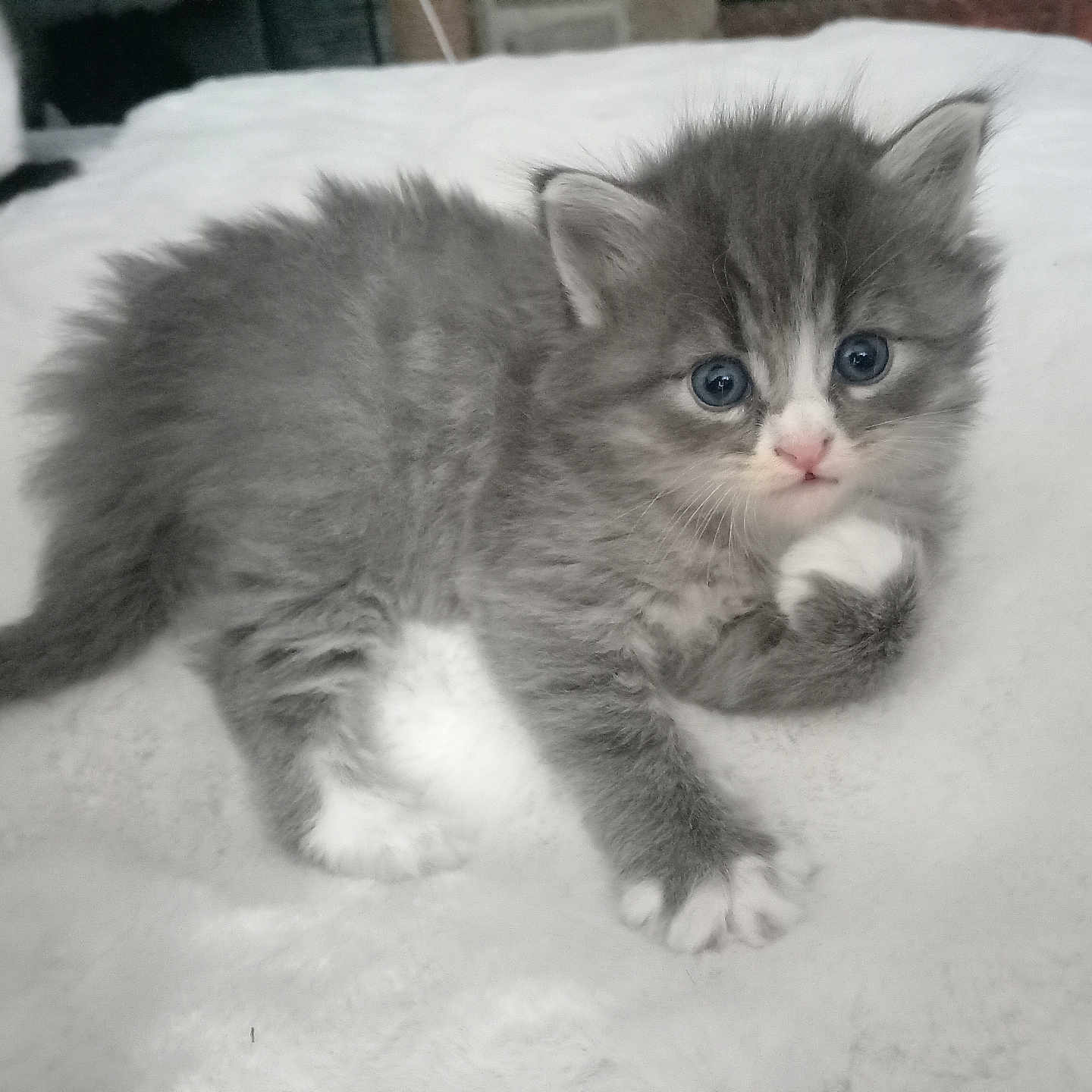 Naya