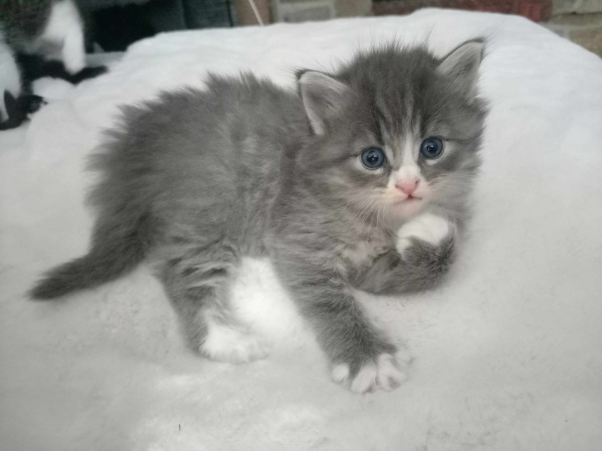 Naya