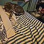 cat, tabby, bed, striped_blanket, pillow, sleeping, indoor, window, curtain, cardboard_box, stacked_boxes, nightstand, cozy, pet, whiskers, paw, mattress, pattern, striped, home