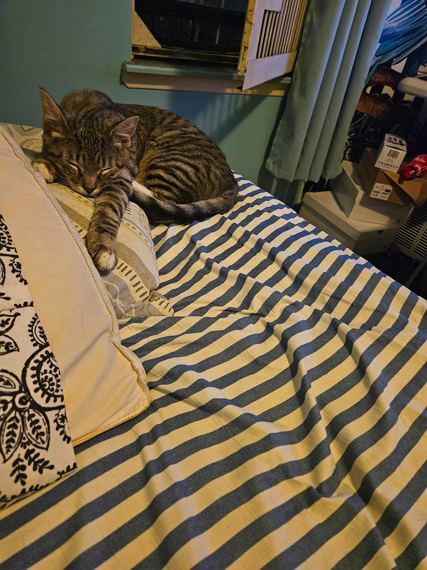 Halo is registered to the contest to win money with this photo: cat, tabby, bed, striped_blanket, pillow, sleeping, indoor, window, curtain, cardboard_box, stacked_boxes, nightstand, cozy, pet, whiskers, paw, mattress, pattern, striped, home