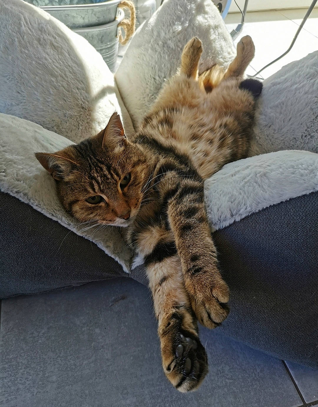 Louna a rejoint le concours — aidez-le/la à gagner de superbes lots ! bedding, carnivore, cat, cat_supply, claw, comfort, domestic_short_haired_cat, fawn, felidae, fur, grey, linens, nap, paw, small_to_medium_sized_cats, snout, tail, terrestrial_animal, whiskers, wood