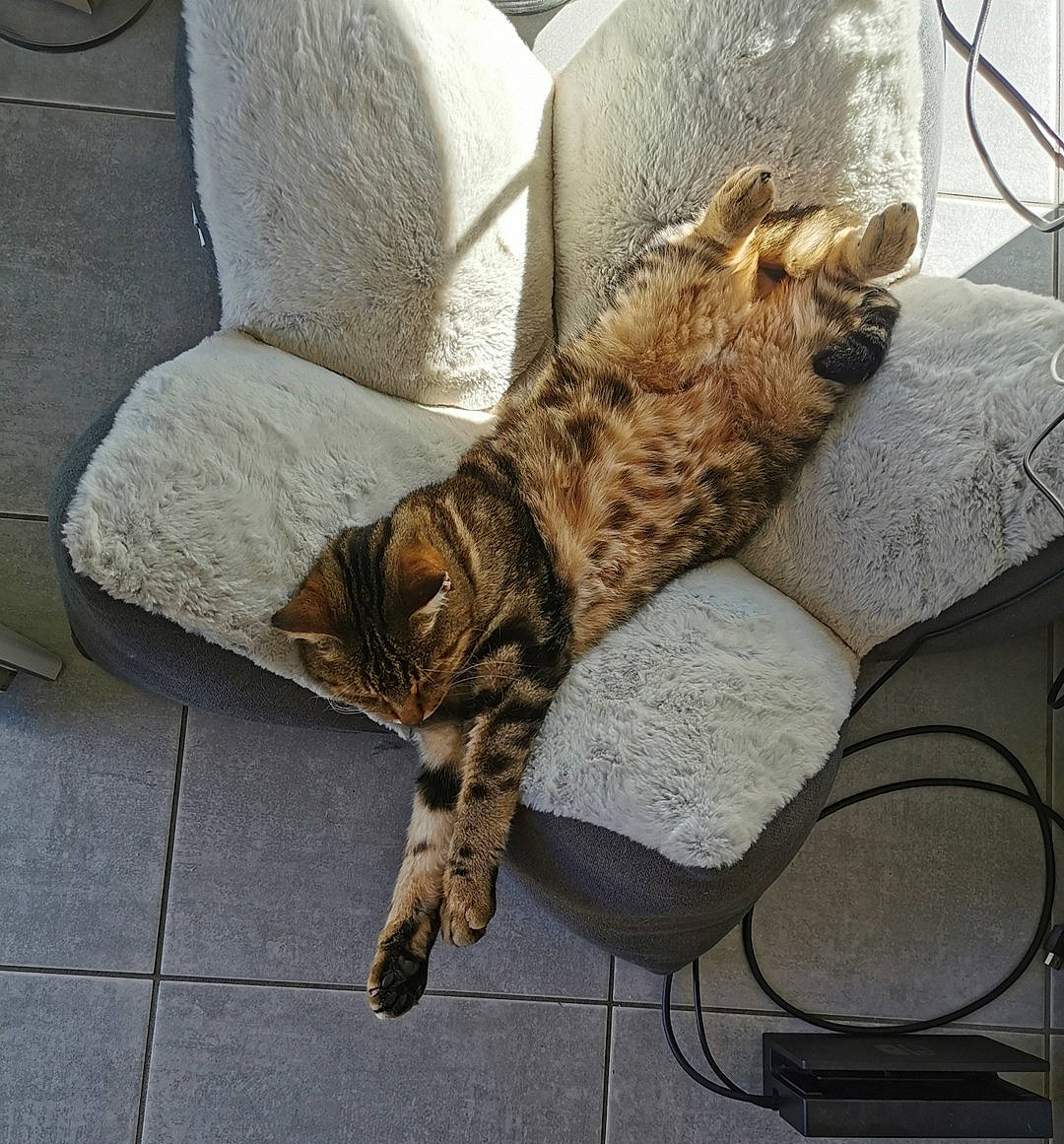 Louna a rejoint le concours — aidez-le/la à gagner de superbes lots ! carnivore, cat, comfort, couch, domestic_short_haired_cat, felidae, flooring, fur, hardwood, metal, nap, paw, sitting, small_to_medium_sized_cats, snout, tail, terrestrial_animal, vehicle, whiskers, wood