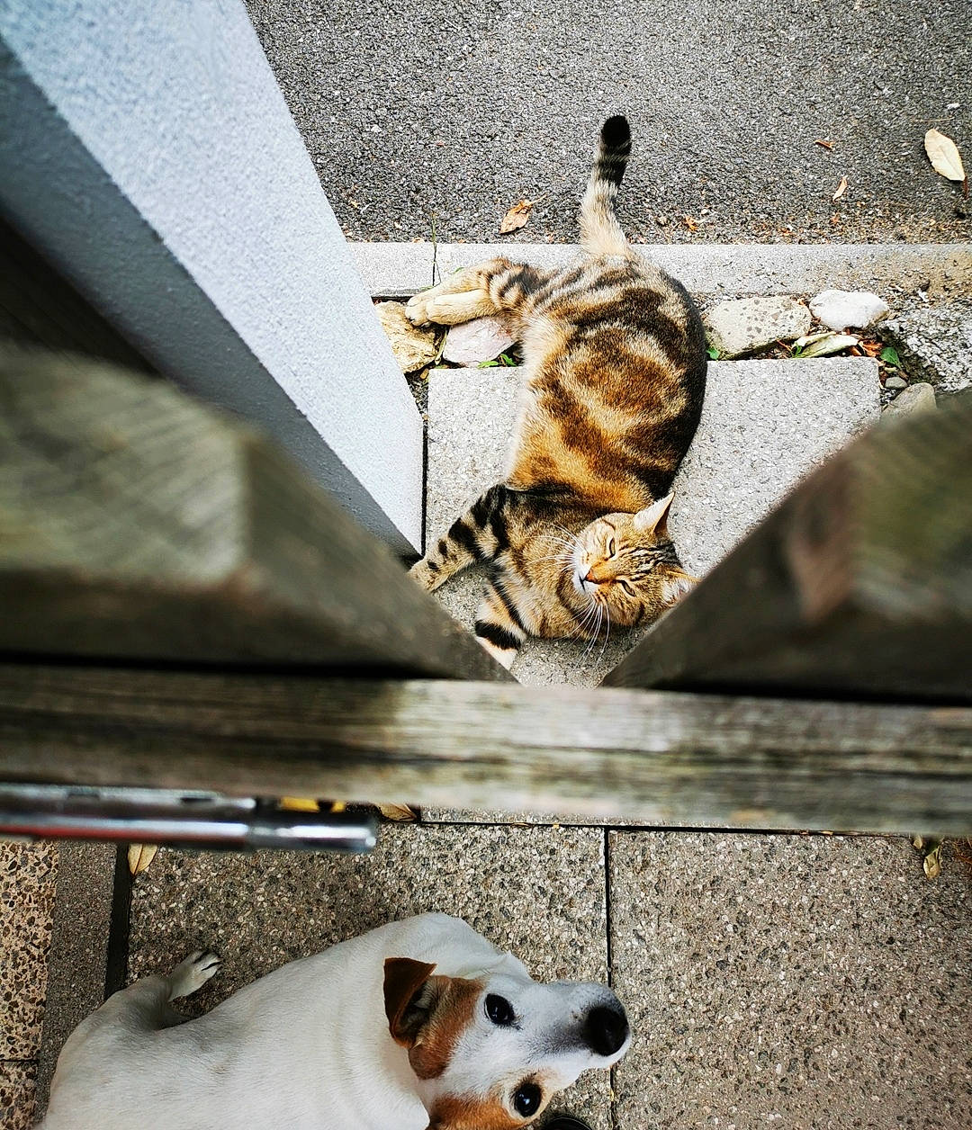 Milka participe au concours pour gagner de l'argent avec cette photo : carnivore, cat, collar, companion_dog, dog, dog_collar, domestic_short_haired_cat, fawn, felidae, fur, line, metal, road_surface, small_to_medium_sized_cats, snout, tail, terrestrial_animal, whiskers, white, wood