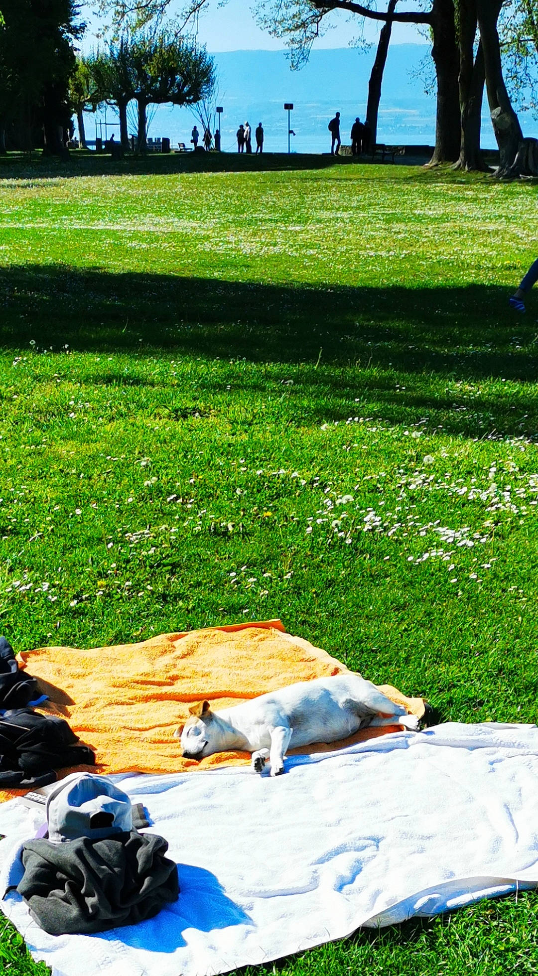 Milka participe au concours pour gagner de l'argent avec cette photo : blue, grass, grassland, green, groundcover, hat, landscape, lawn, leaf, leisure, light, nature, people_in_nature, photograph, plant, summer, sunlight, tree, white, woody_plant