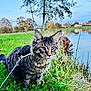 Kuma a rejoint le concours — aidez-le/la à gagner de superbes lots ! cat, tabby_cat, outdoor, grass, lake, leash, nature, tree, water, sky, animal, pet, feline, greenery, wildlife, calm, daytime, closeup, fur, whiskers