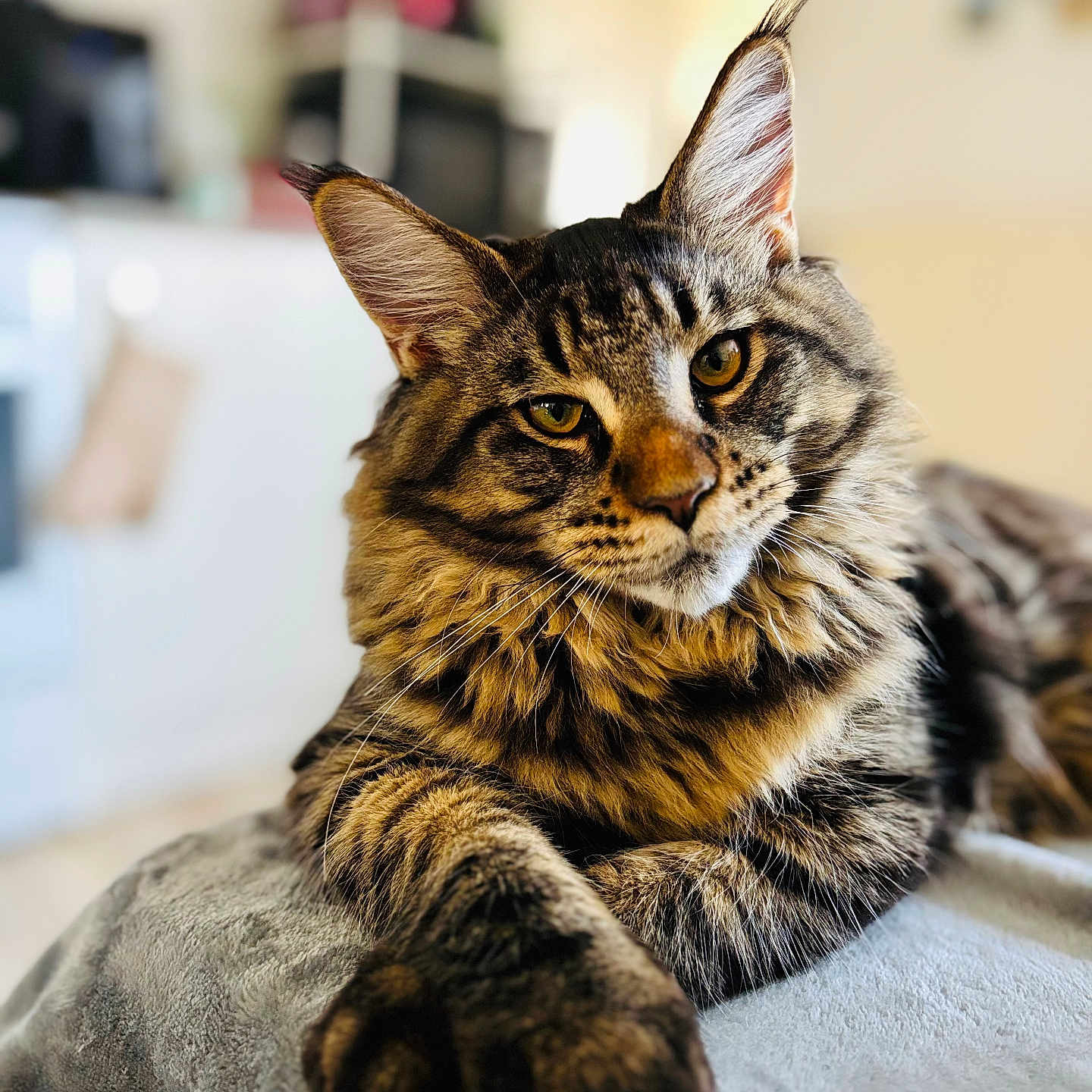 Kuma participe au concours pour gagner de l'argent avec cette photo : animal, blanket, cat, close_up, cute, domestic, ears, eyes, feline, fur, indoor, mammal, paw, pet, portrait, relaxed, resting, soft, tabby, whiskers
