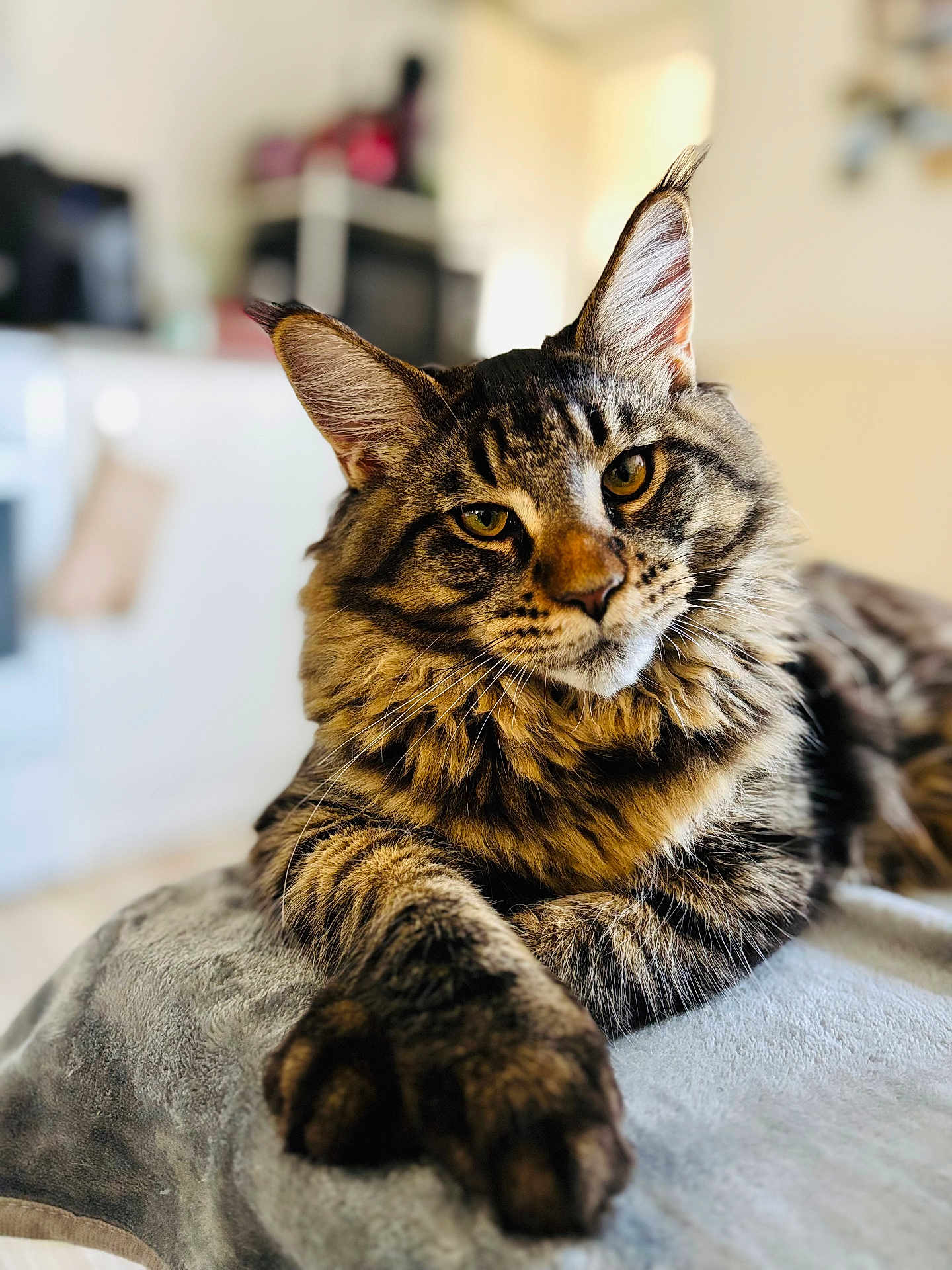 Kuma participe au concours pour gagner de l'argent avec cette photo : cat, tabby, feline, pet, animal, fur, whiskers, paw, indoor, blanket, resting, close_up, portrait, cute, domestic, mammal, soft, relaxed, eyes, ears
