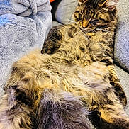 Kuma a rejoint le concours — aidez-le/la à gagner de superbes lots ! cat, tabby, fluffy, sleeping, couch, blanket, cozy, relaxed, pet, fur, indoor, feline, resting, close_up, soft, home, animal, comfort, whiskers, ears