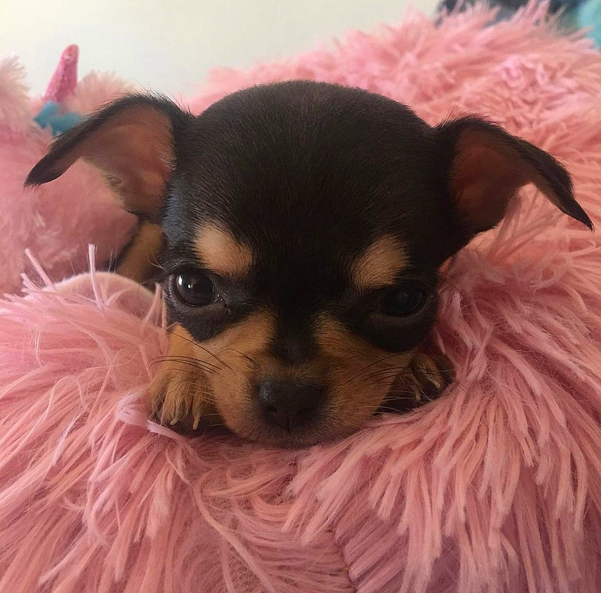 Reese participe au concours pour gagner de l'argent avec cette photo : canidae, carnivore, chihuahua, comfort, companion_dog, dog, dog_breed, dog_supply, ear, eye, fawn, hair, liver, pink, russkiy_toy, snout, sporting_group, toy_dog, whiskers, working_animal