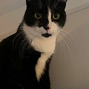 Toby joined the competition — help win amazing prizes! cat, tuxedo_cat, black_and_white, whiskers, pets, animal, indoor, curious, feline, mammal, close_up, portrait, looking, ears, sitting, soft_surface, domestic_cat, alert, cute, furry