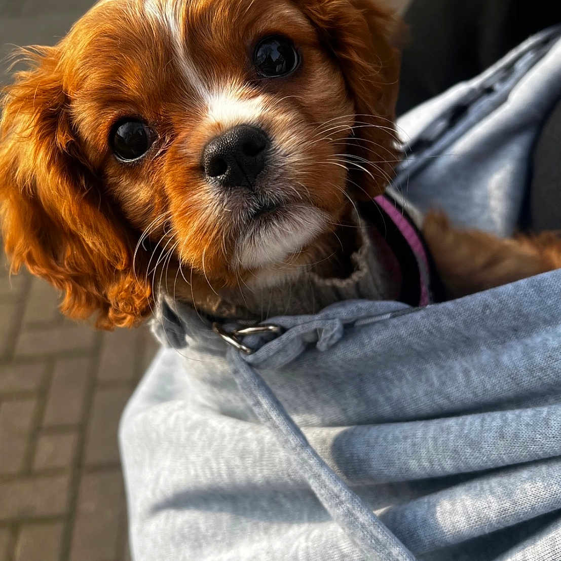 Bonnie is registered to the contest to win money with this photo: animal, blanket, canine, clothing, cockerspaniel, dog, face, hood, hoodie, jeans, knitwear, pants, papillon, pet, poodle, puppy, sweater, sweatshirt, terrier, towel