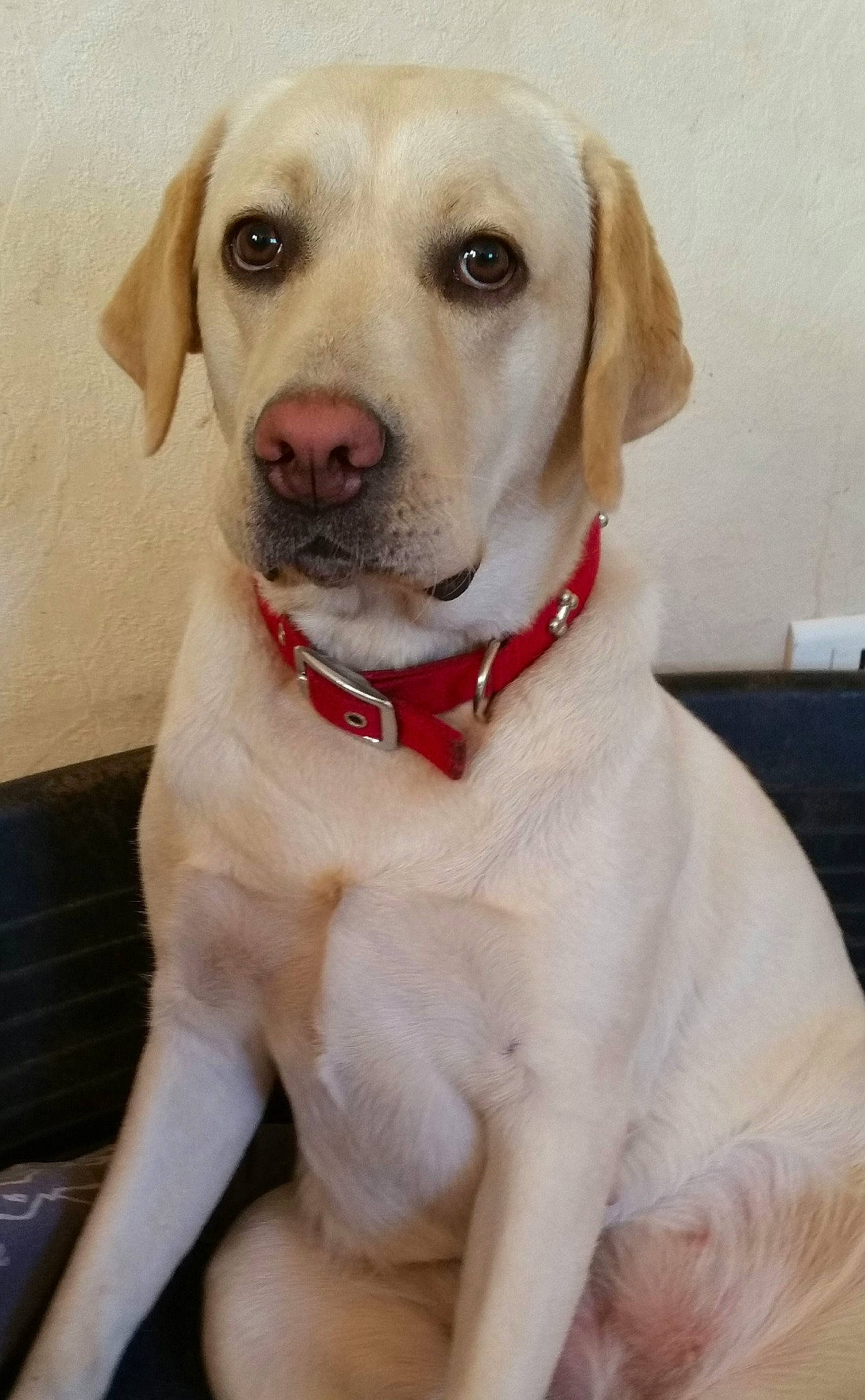 Myra participe au concours pour gagner de l'argent avec cette photo : beagador, canidae, carnivore, companion_dog, dog, dog_breed, dog_collar, ear, fawn, hunting_dog, labrador_retriever, mammal, nose, puppy, rare_breed_dog, retriever, snout, sporting_group, vertebrate, whiskers