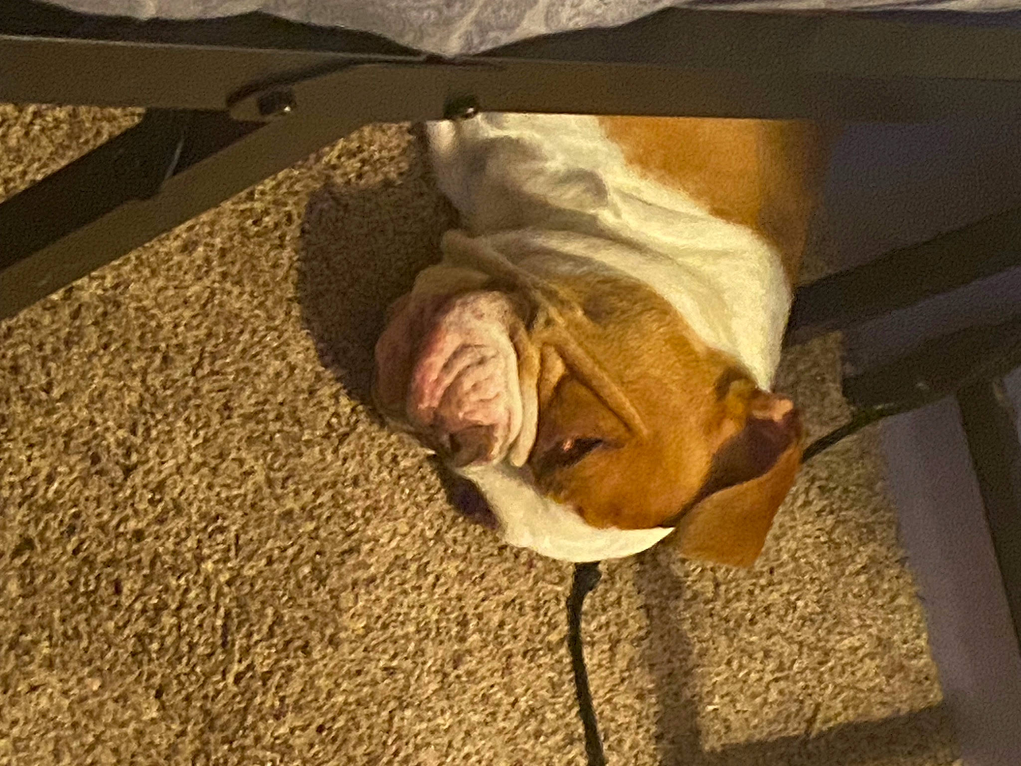 Bully is registered to the contest to win money with this photo: art, child, comfort, companion_dog, fawn, flooring, fur, linens, nap, room, sleep, sporting_group, sunglasses, tints_and_shades, visual_arts, window, wood, wrinkle