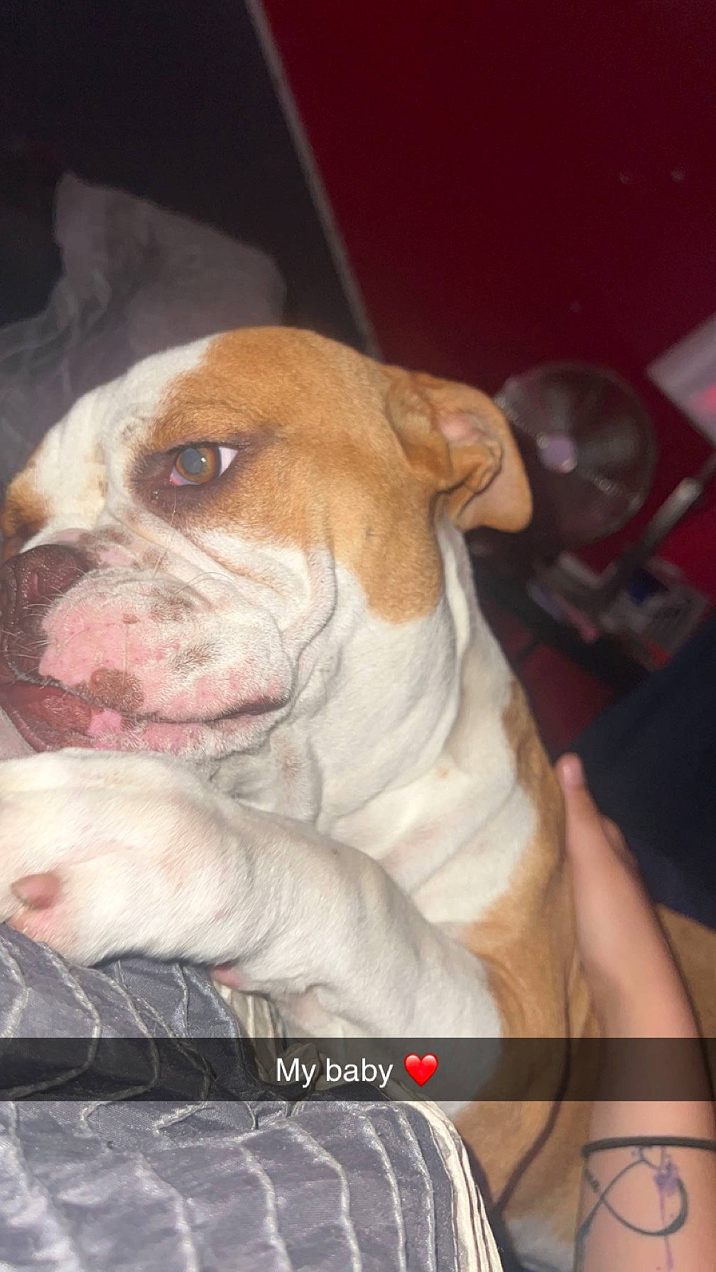 Bully is registered to the contest to win money with this photo: ancient_dog_breeds, bulldog, canidae, carnivore, companion_dog, dog, dog_breed, fawn, fur, molosser, non_sporting_group, old_english_bulldog, photo_caption, snout, sporting_group, terrestrial_animal, toy_dog, whiskers, wrinkle