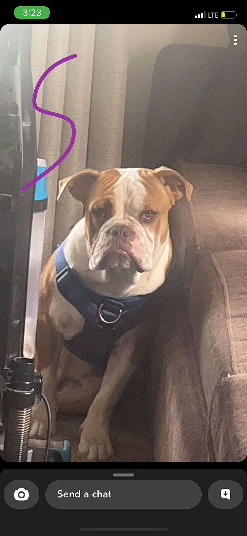 Bully joined the competition — help win amazing prizes! canidae, carnivore, companion_dog, dog, dog_breed, dog_collar, door, fawn, flooring, liver, non_sporting_group, snout, sporting_group, water_bottle, whiskers, window, wood, working_animal, working_dog, wrinkle