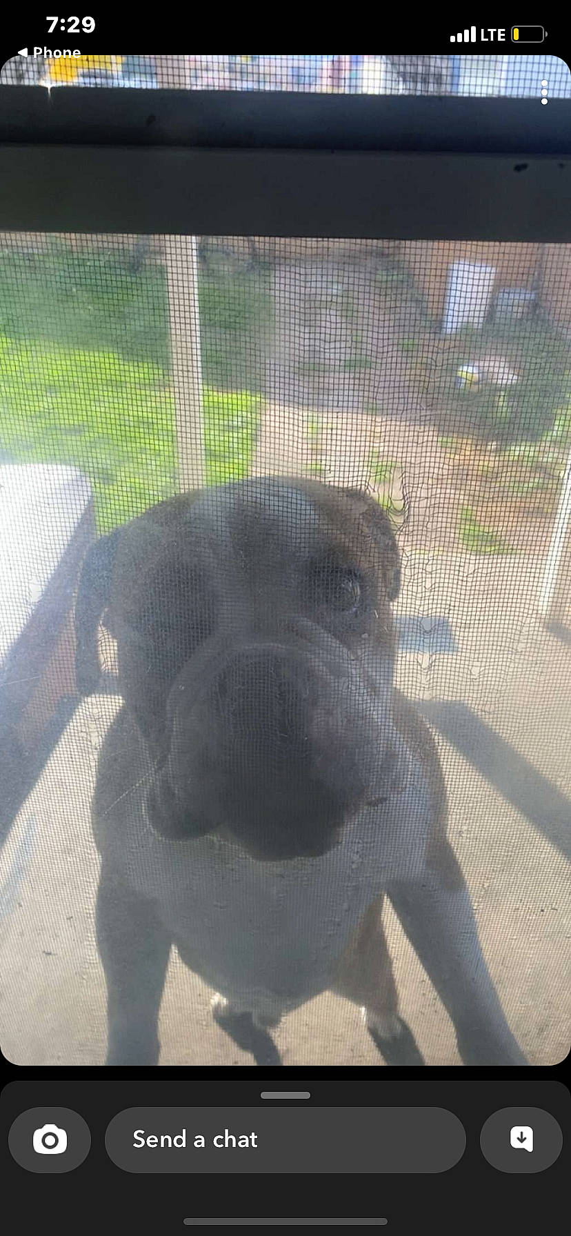 Bully joined the competition — help win amazing prizes! animal_shelter, cage, canidae, carnivore, companion_dog, dog, dog_breed, dog_supply, fawn, fence, grass, mesh, molosser, pet_supply, snout, sporting_group, terrestrial_animal, toy_dog, wire_fencing, wrinkle