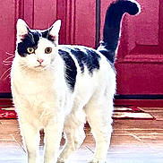 Katsu is registered to the contest to win money with this photo: alert, animal, black_and_white, cat, curious, domestic, door, ears, feline, floor, fur, indoor, light, looking, pet, shadow, standing, tail_up, tile, whiskers