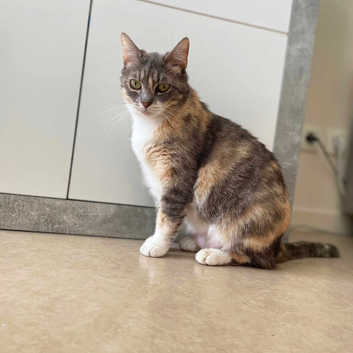 Pumba participe au concours pour gagner de l'argent avec cette photo : abyssinian, accessories, angora, animal, architecture, brasssection, building, cat, egyptiancat, hardwood, horn, indoors, kitten, manx, musicalinstrument, pet, siamese, strap, wall, wood