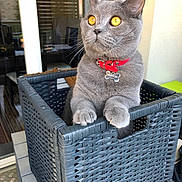 Norton participe au concours pour gagner de l'argent avec cette photo : amber_eyes, animal, basket, cat, close_up, curious, cute, domestic_cat, feline, furniture, gray_cat, home, indoor, looking_away, paws, pet, portrait, red_collar, whiskers, woven_basket