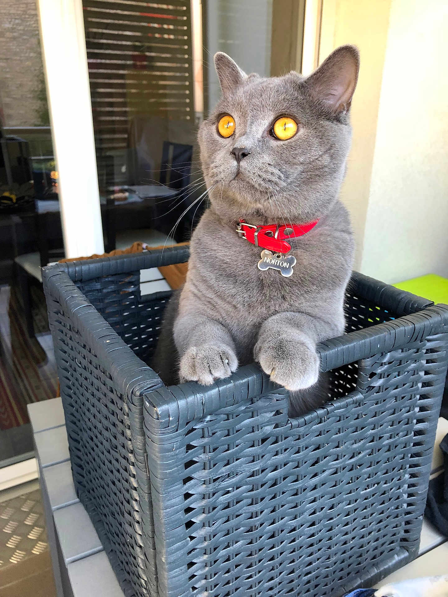 Norton participe au concours pour gagner de l'argent avec cette photo : amber_eyes, animal, basket, cat, close_up, curious, cute, domestic_cat, feline, furniture, gray_cat, home, indoor, looking_away, paws, pet, portrait, red_collar, whiskers, woven_basket