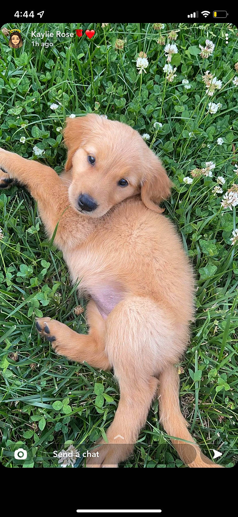 Luna is registered to the contest to win money with this photo: ancient_dog_breeds, canidae, carnivore, companion_dog, dog, dog_breed, fawn, flower, fur, grass, labrador_retriever, paw, plant, snout, sporting_group, tail, terrestrial_animal, whiskers, wildlife, working_animal