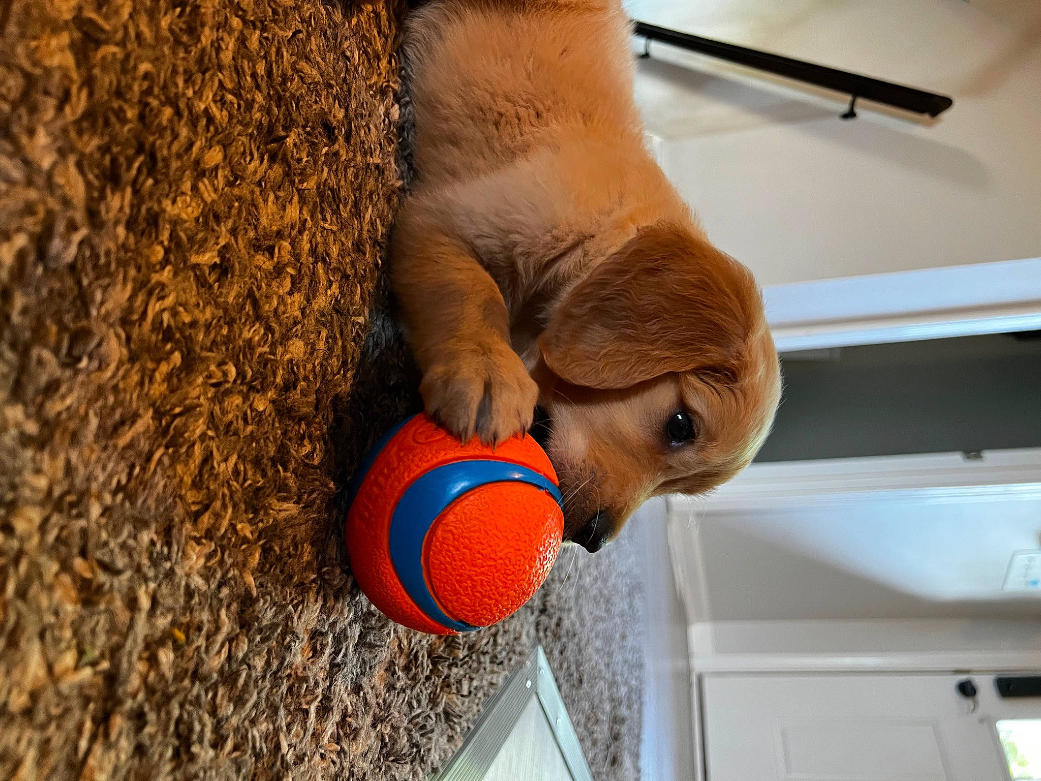 Luna is registered to the contest to win money with this photo: ball, child, dog, eye, fawn, fun, fur, human_leg, leg, leisure, liver, mammal, nose, snout, sporting_group, tree, vertebrate, wood, working_animal, wrinkle