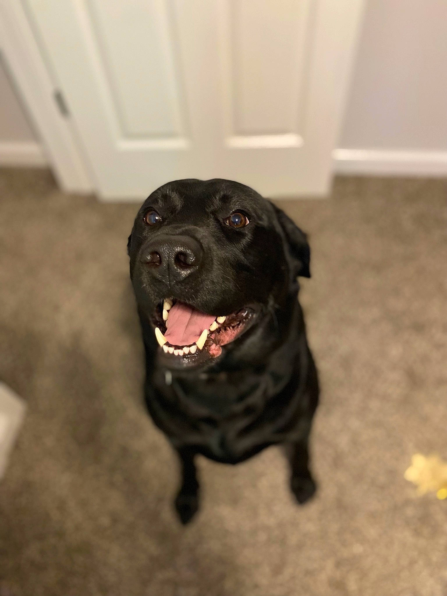 Gunner joined the competition — help win amazing prizes! borador, canidae, carnivore, companion_dog, dog, dog_breed, door, fang, flooring, fur, guard_dog, gun_dog, labrador_retriever, liver, non_sporting_group, retriever, snout, sporting_group, whiskers, working_animal