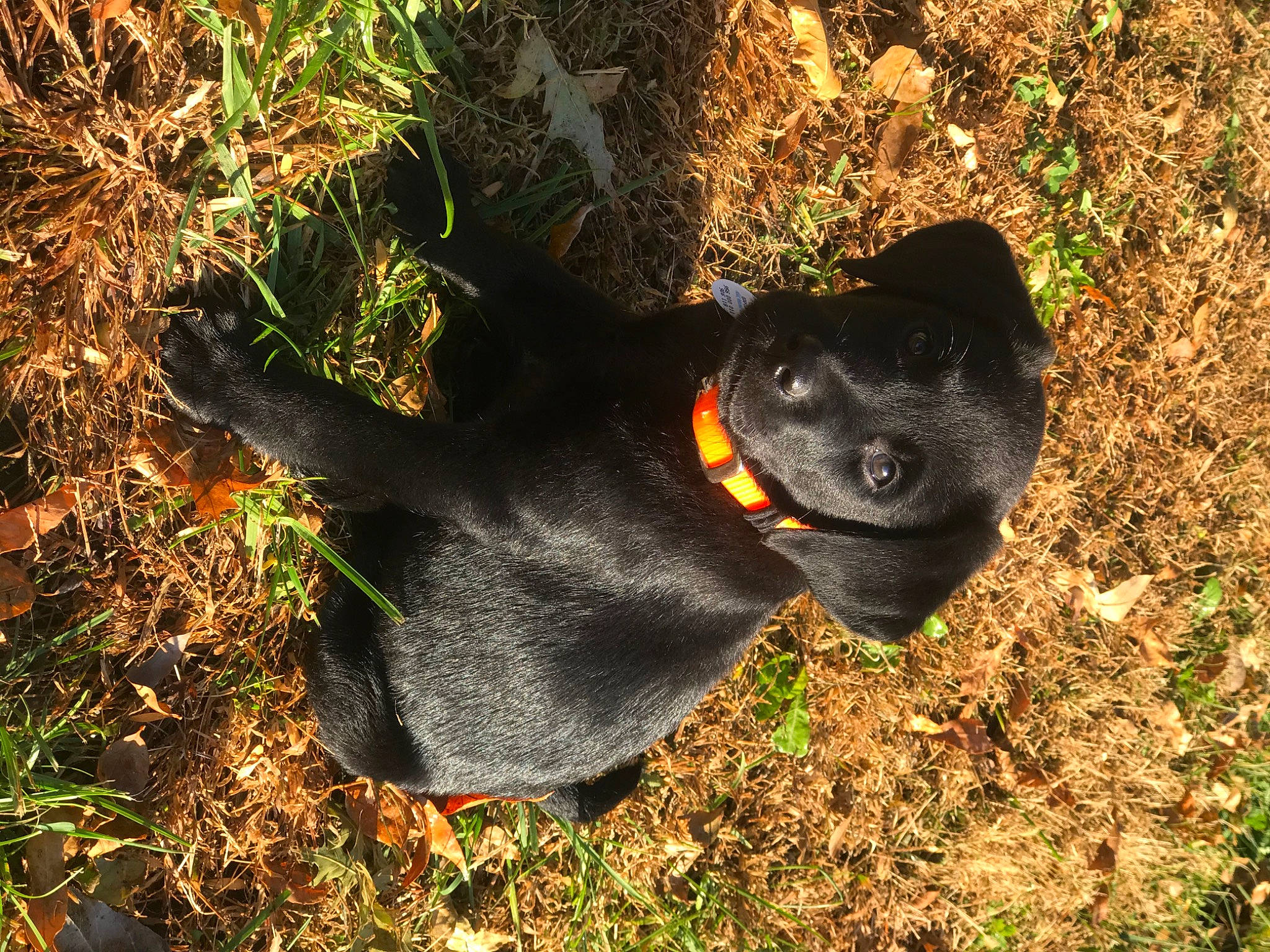 Gunner joined the competition — help win amazing prizes! canidae, carnivore, dog, dog_breed, hunting_dog, labrador_retriever, patterdale_terrier, plant, puppy, snout, sporting_group