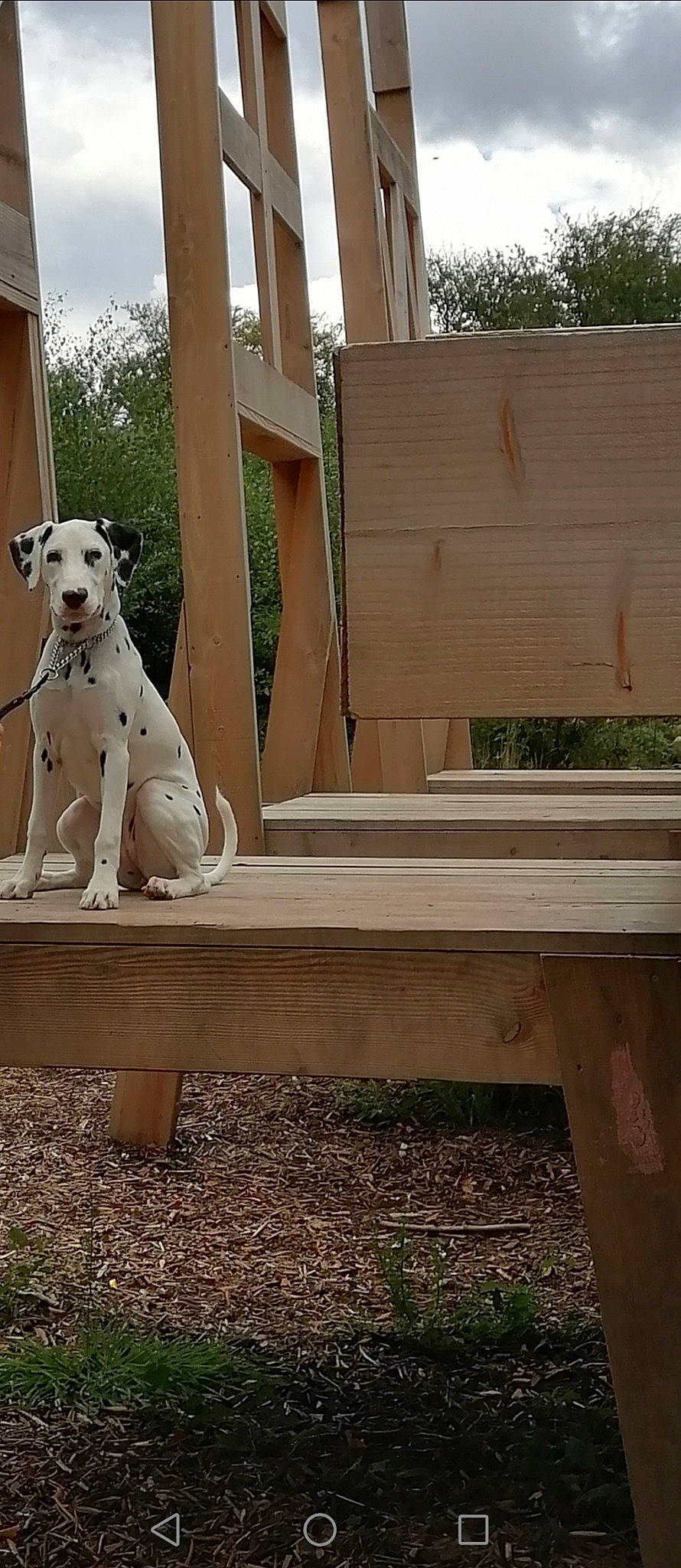 Reine a rejoint le concours — aidez-le/la à gagner de superbes lots ! bench, canidae, carnivore, dog, dog_breed, fawn, furniture, hardwood, non_sporting_group, table, wood