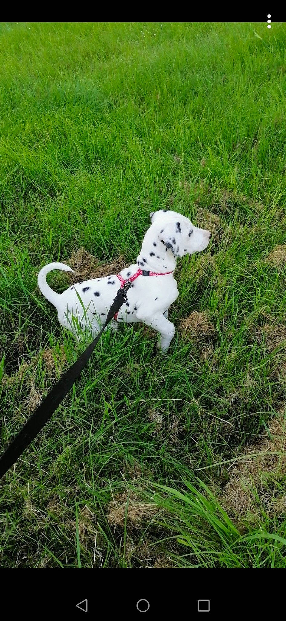 Reine participe au concours pour gagner de l'argent avec cette photo : canidae, carnivore, companion_dog, dalmatian, dog, dog_breed, dog_collar, grass, leash, mammal, non_sporting_group, plant, puppy, sporting_group, tail