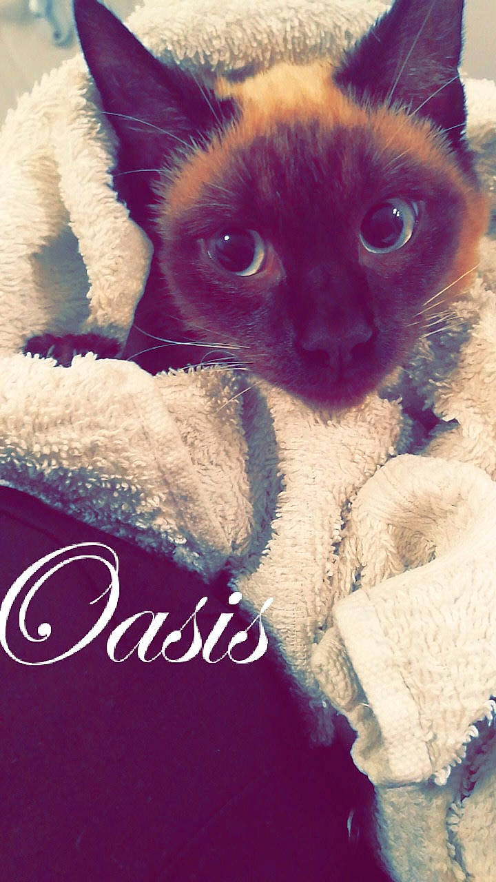 Oasis a rejoint le concours — aidez-le/la à gagner de superbes lots ! birman, carnivore, cat, cornish_rex, devon_rex, fawn, felidae, font, fur, kitten, paw, photo_caption, siamese, small_to_medium_sized_cats, snout, tail, thai, tonkinese, whiskers