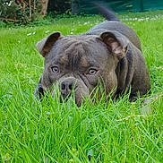 Ayron participe au concours pour gagner de l'argent avec cette photo : animal, canine, closeup, crouching, daylight, dog, ears, eyes, focus, fur, grass, greenery, muzzle, nature, outdoor, park, pet, playful, snout, tail