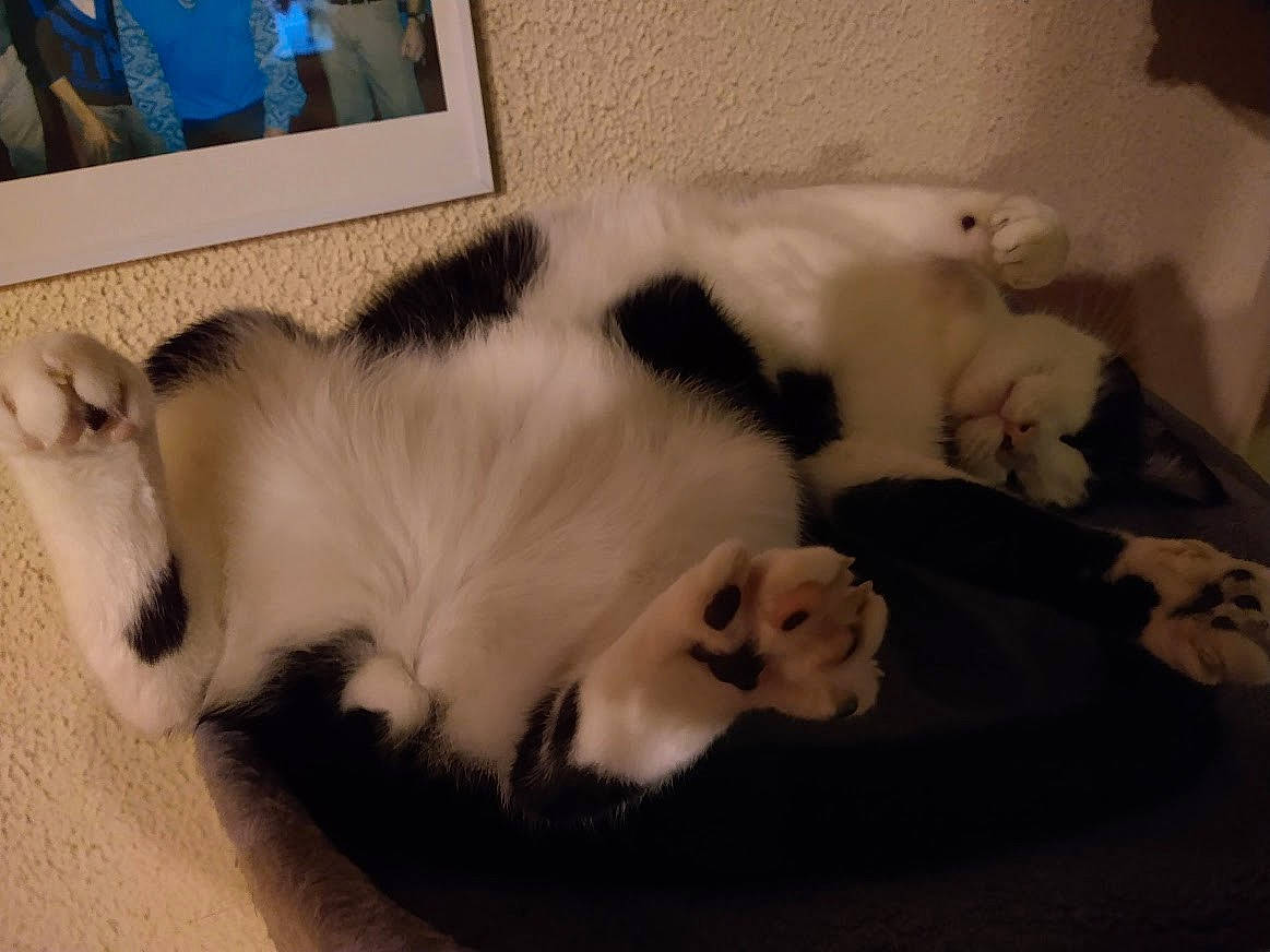 Paillett participe au concours pour gagner de l'argent avec cette photo : balinese, canidae, carnivore, cat, cat_bed, comfort, companion_dog, dog_breed, domestic_short_haired_cat, fawn, felidae, fur, paw, picture_frame, small_to_medium_sized_cats, snout, sporting_group, tail, thai, whiskers