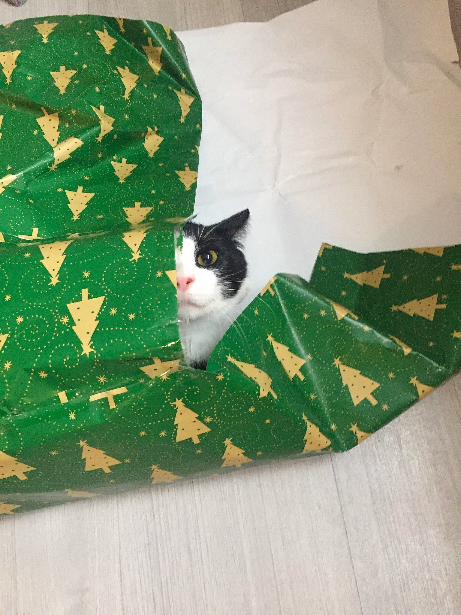 Paillett participe au concours pour gagner de l'argent avec cette photo : art, bag, bedding, carnivore, cat, comfort, creative_arts, felidae, flooring, grass, leaf, linens, pattern, rectangle, small_to_medium_sized_cats, tail, terrestrial_animal, textile, whiskers, wood