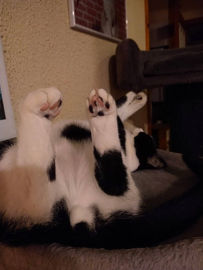 Paillett a rejoint le concours — aidez-le/la à gagner de superbes lots ! canidae, cat, claw, comfort, companion_dog, dog_breed, domestic_short_haired_cat, felidae, fur, nap, paw, picture_frame, room, small_to_medium_sized_cats, tail, terrestrial_animal, whiskers