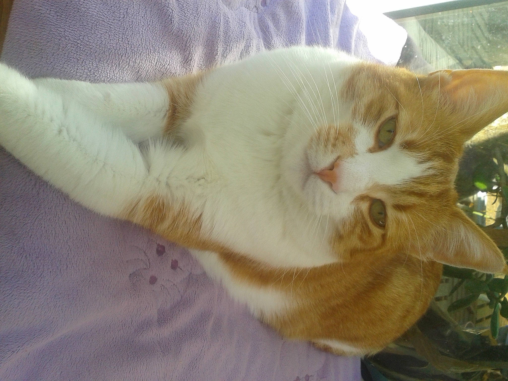 Filou participe au concours pour gagner de l'argent avec cette photo : carnivore, cat, claw, domestic_short_haired_cat, ear, fawn, felidae, fur, gesture, paw, small_to_medium_sized_cats, snout, tail, whiskers