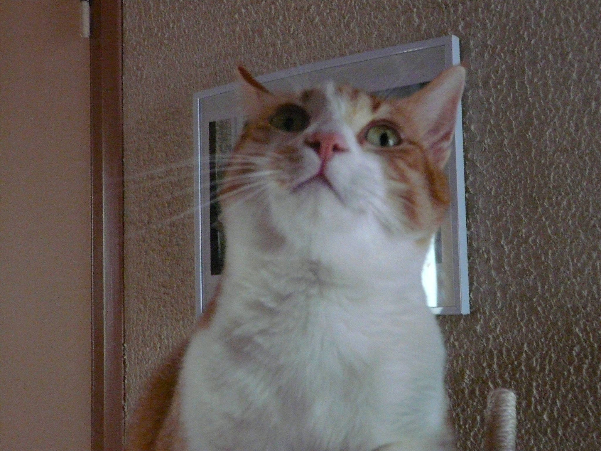 Filou a rejoint le concours — aidez-le/la à gagner de superbes lots ! carnivore, cat, domestic_short_haired_cat, eye, fawn, felidae, fur, paw, photo_caption, small_to_medium_sized_cats, snout, tail, whiskers, window, wood