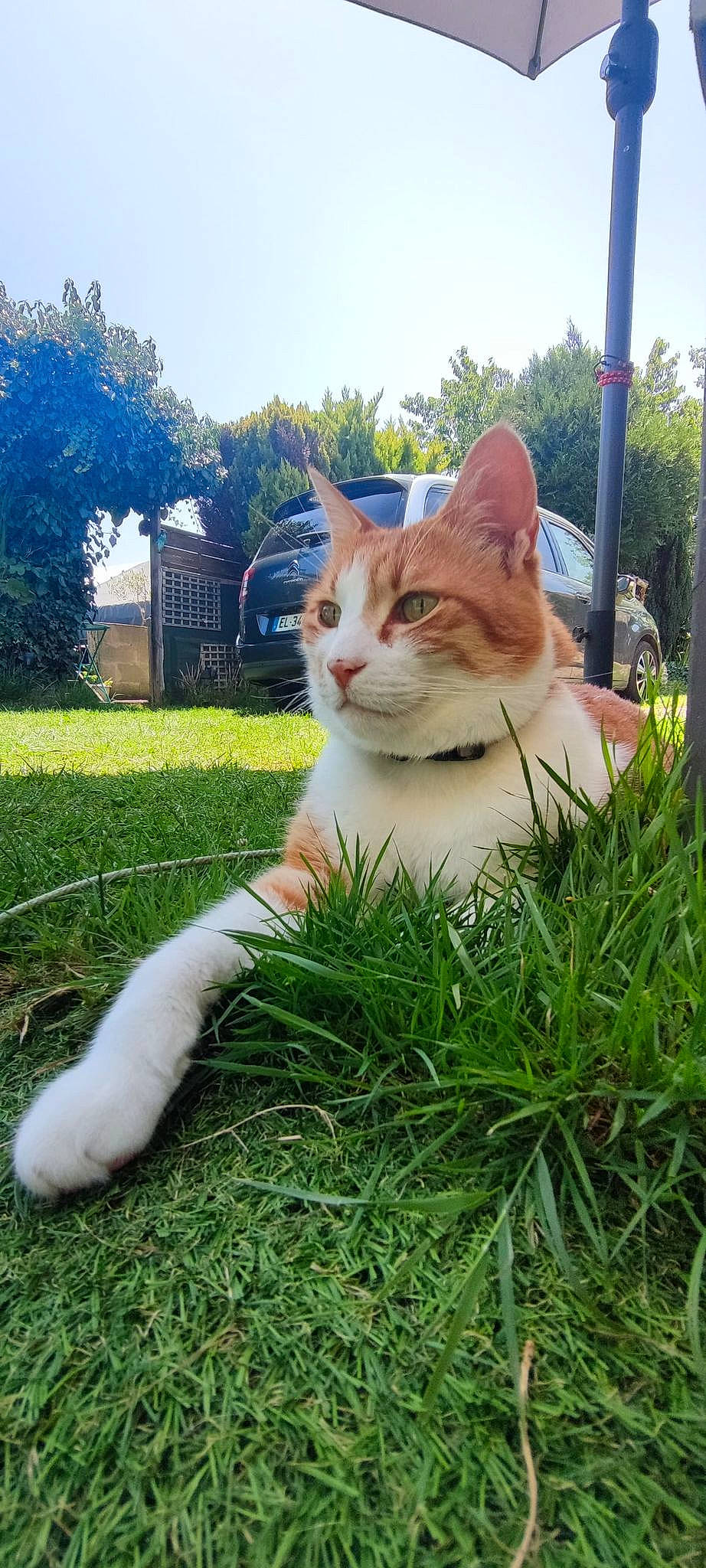 Filou a rejoint le concours — aidez-le/la à gagner de superbes lots ! art, carnivore, cat, domestic_short_haired_cat, fawn, felidae, fur, garden, grass, human_leg, lawn, people_in_nature, plant, sitting, sky, small_to_medium_sized_cats, snout, tail, tree, whiskers