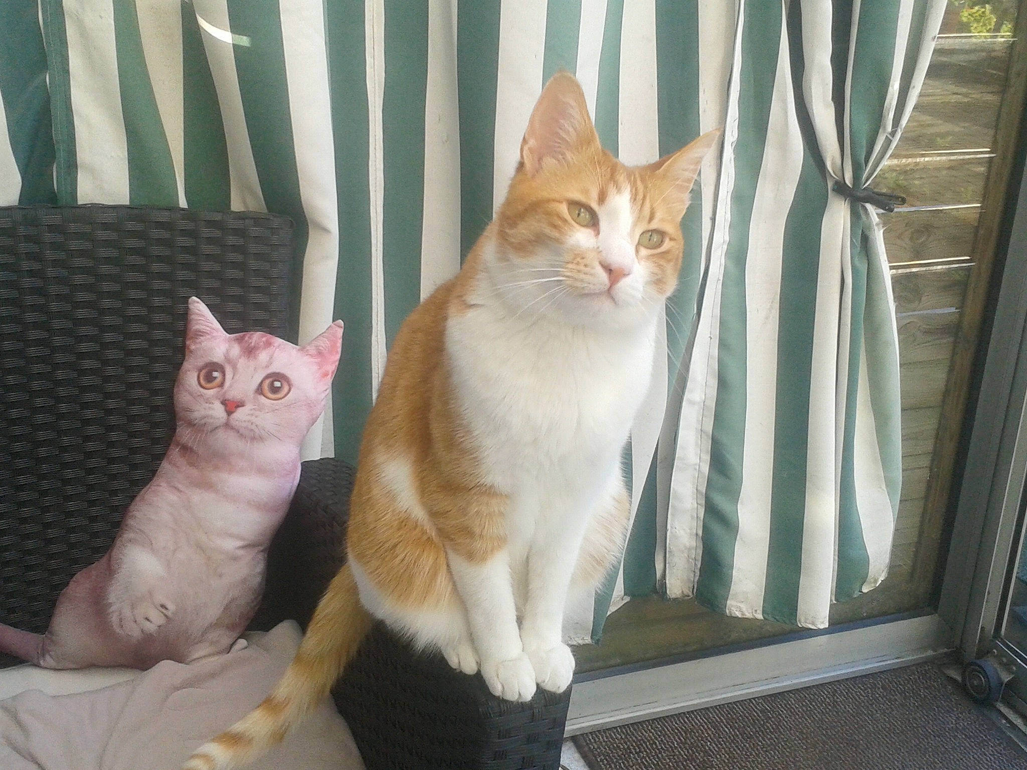 Filou participe au concours pour gagner de l'argent avec cette photo : carnivore, cat, comfort, curtain, domestic_short_haired_cat, fawn, felidae, fur, paw, sitting, small_to_medium_sized_cats, snout, tail, whiskers, window, wood