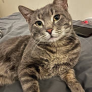 Kittyb is registered to the contest to win money with this photo: animal, bed, cat, closeup, curious, cute, domestic_cat, feline, fur, gray_tabby, indoor, laying_down, mammal, paw, pet, portrait, relaxed, soft_texture, whiskers, yellow_eyes