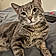 Kittyb
