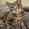animal, bed, cat, closeup, curious, cute, domestic_cat, feline, fur, gray_tabby, indoor, laying_down, mammal, paw, pet, portrait, relaxed, soft_texture, whiskers, yellow_eyes