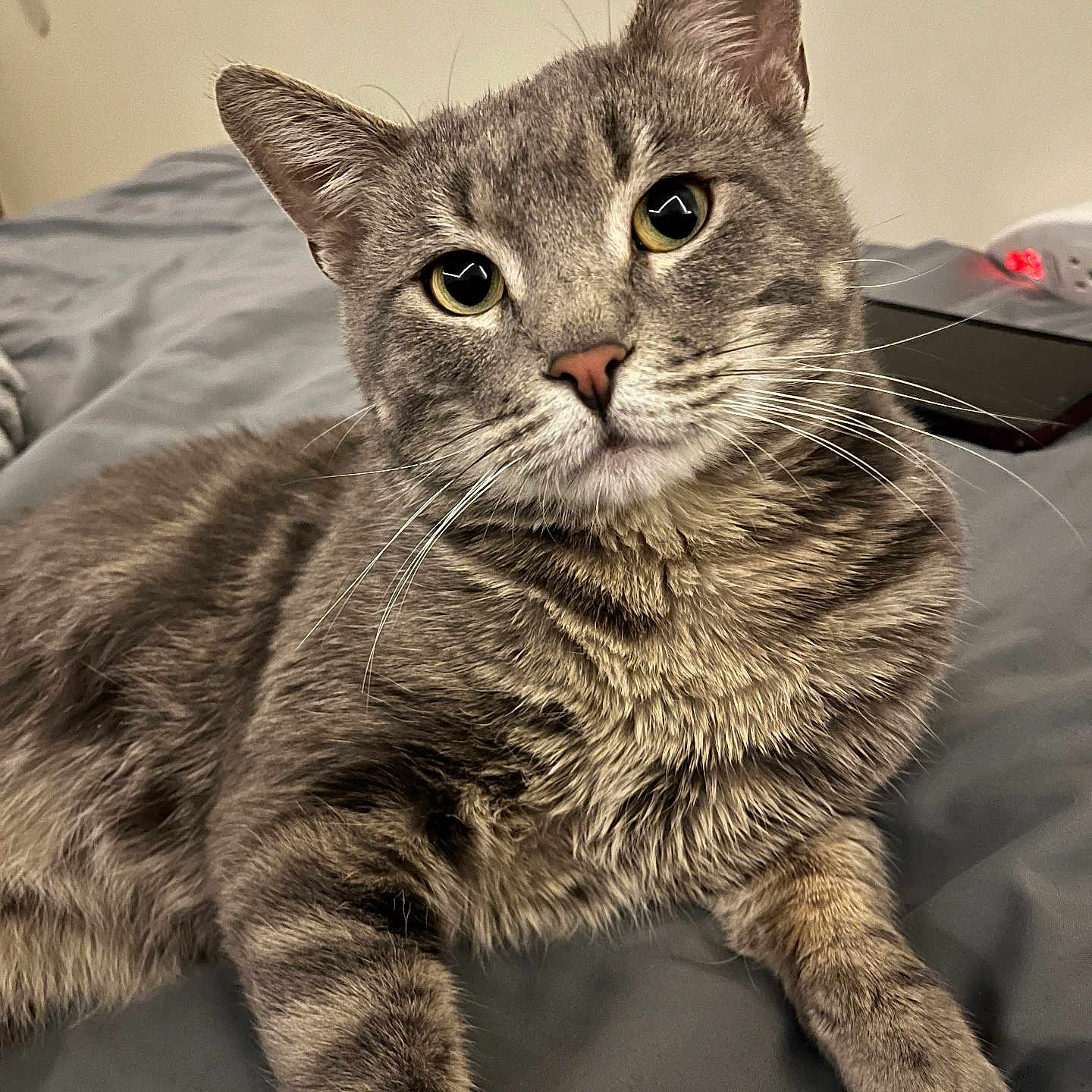 Kittyb