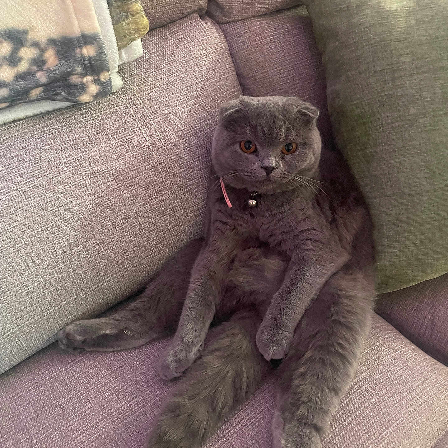 Ellie joined the competition — help win amazing prizes! animal, architecture, armchair, building, cat, chair, couch, cushion, furniture, homedecor, indoors, kitten, linen, livingroom, manx, person, pet, pillow, room, sleeping