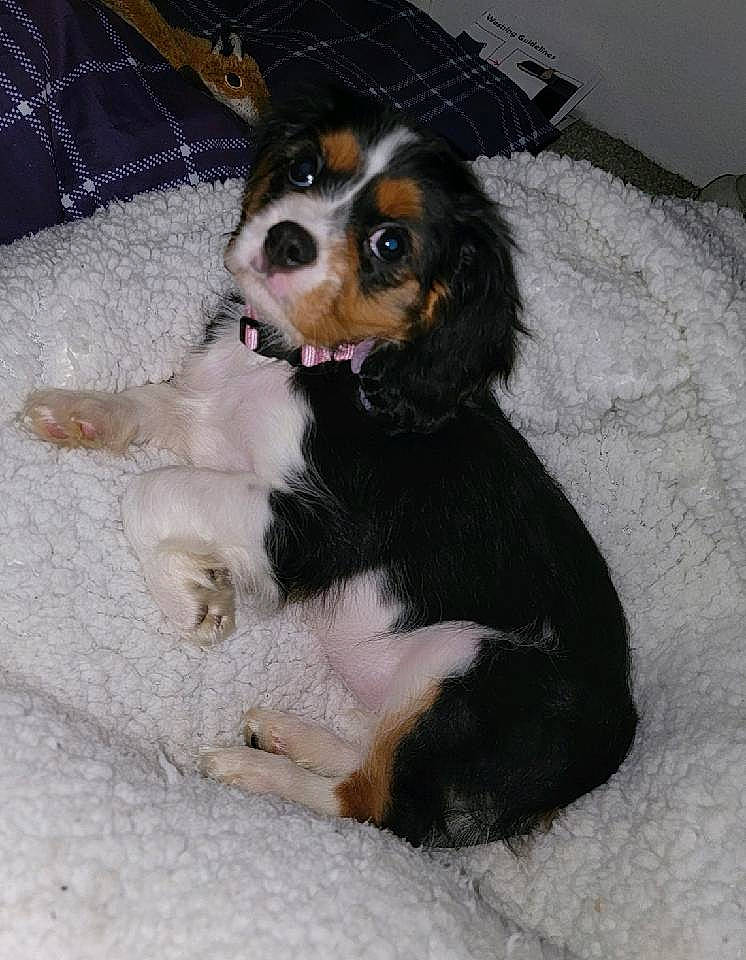 Riley is registered to the contest to win money with this photo: bernese_mountain_dog, canidae, carnivore, companion_dog, dog, dog_breed, fur, paw, pet_supply, snout, sporting_group, terrestrial_animal, working_animal, working_dog