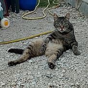 Grisou participe au concours pour gagner de l'argent avec cette photo : animal, backyard, casual, cat, daylight, ears, fur, gravel, ground, hose, nature, outdoor, paws, pet, posing, relaxed, stone, tabby, tail, whiskers
