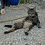 animal, backyard, casual, cat, daylight, ears, fur, gravel, ground, hose, nature, outdoor, paws, pet, posing, relaxed, stone, tabby, tail, whiskers